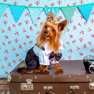 Travelling with your dog