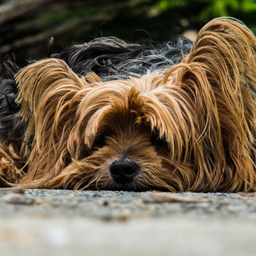 Stopping your dog from barking