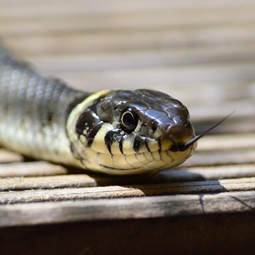 An exotic pet