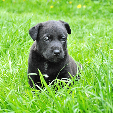 Tips on walking your dog