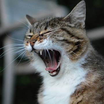 Aggressive cats